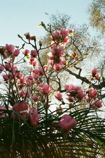 春日玉兰花 