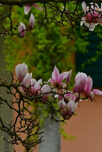 玉兰花枝绽放美丽瞬间