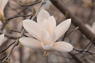 玉兰花绽放枝头