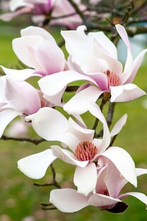 玉兰花绽放枝头