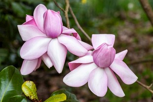 娇艳玉兰花绽放枝头