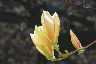 嫩黄玉兰花苞枝头绽放