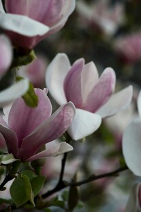 玉兰花绽放的美丽瞬间