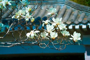 蓝瓦旁绽放的玉兰花