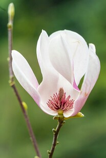 玉兰花绽放枝头