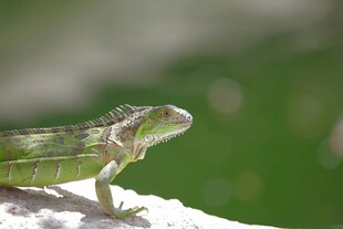 绿色蜥蜴栖息于岩石上