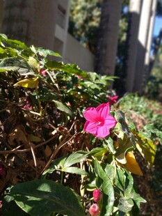 阳光下娇艳的喇叭花