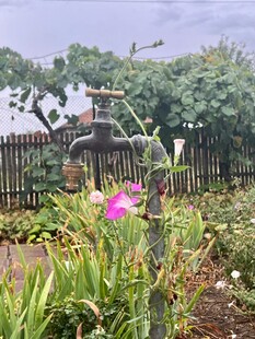 牵牛花