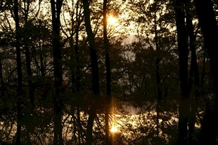 林间夕阳映于静谧水面