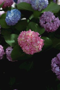 多彩绣球花绽放