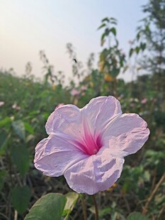 田野中的粉紫牵牛花