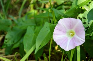 淡紫色牵牛花绽放绿叶间