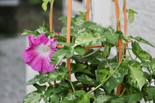 娇艳牵牛花攀爬绿植间