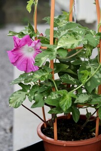 盆栽牵牛花绽放