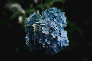 蓝色绣球花特写