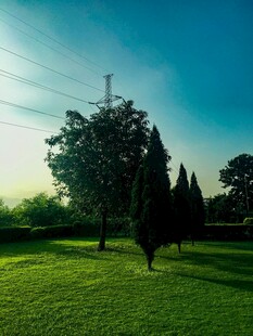 阳光下的草地与树木