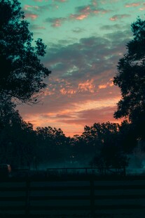 黄昏时分的树林美景