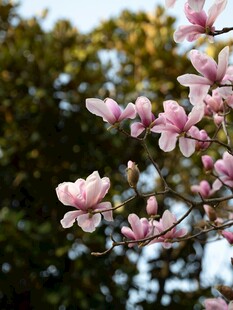枝头绽放的粉嫩玉兰花