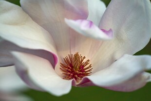 玉兰花特写
