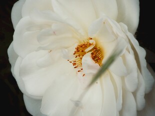 栀子花