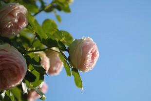 蓝天映衬下的粉嫩月季花