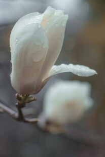 雨中玉兰花绽放