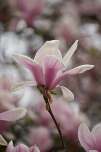 娇艳玉兰花绽放