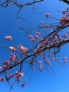 粉色玉兰花