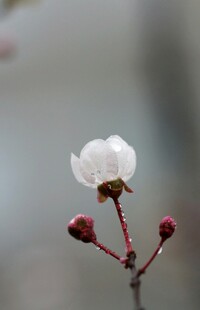 枝头桃花
