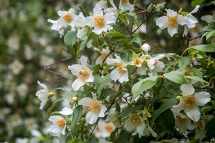白色栀子花