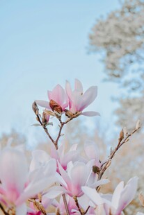 绽放的粉色玉兰花