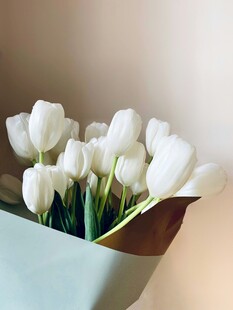 白色郁金香花束优雅绽放