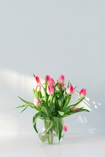 透明花瓶中的粉色郁金香