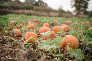田野中的成熟橙色南瓜