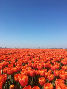 绚烂郁金香花海