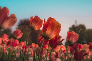 绚烂郁金香花海