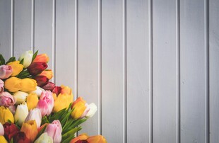 多彩郁金香花束特写