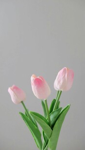 郁金香花束