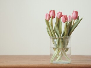 花瓶中的粉色郁金香