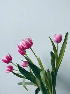 粉色郁金香绽放的美丽