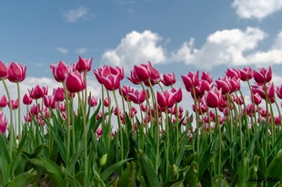 浪漫粉色郁金香花海
