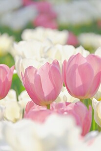 粉色白色郁金香花海