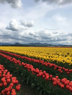 郁金香花海