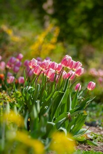 春日烂漫郁金香花丛
