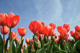 绽放的红色郁金香花海