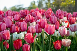 多彩郁金香花海绽放