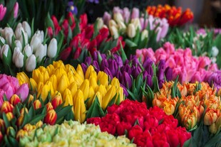 多彩郁金香花卉大赏
