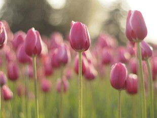 浪漫粉色郁金香花海