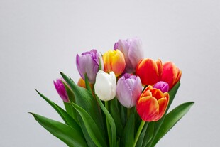 多彩郁金香花束