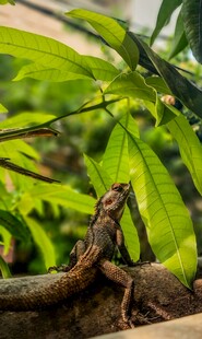 绿叶下的蜥蜴